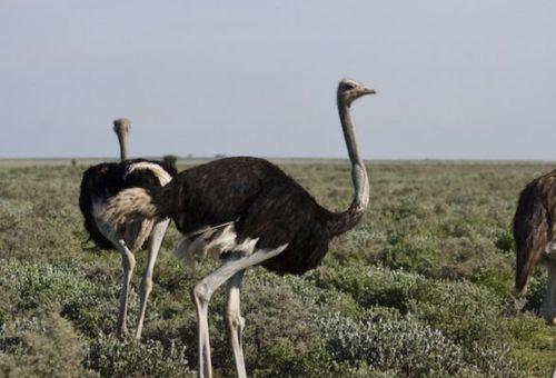鸵鸟吃梨瓜吗,揭秘它们是否吃梨瓜
