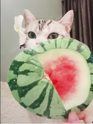 扇子夏季吃瓜,扇子摇曳，吃瓜解暑