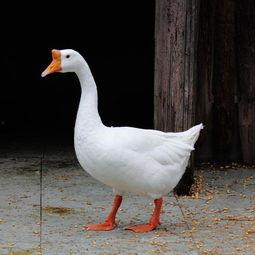 吃大鹅和角瓜,一场味蕾的盛宴