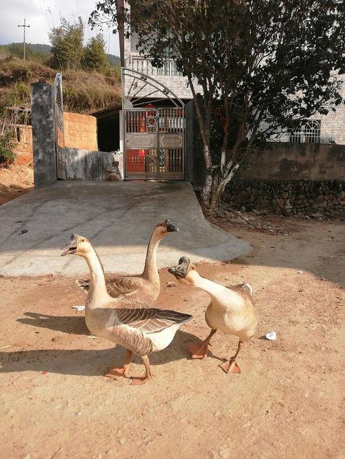 吃瓜案例鹅,鹅厂案例分析揭秘