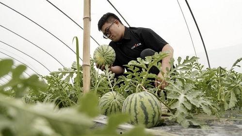 深泽大雾头吃瓜,揭秘神秘事件背后的真相