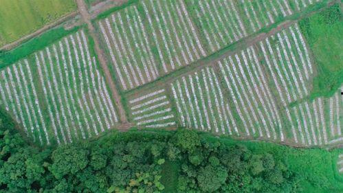 新余山瓜之乡喊你吃瓜啦,夏日盛宴，瓜香四溢，邀您共享田园美味
