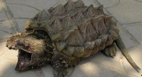 大瓜吃鳄龟,一场惊心动魄的生态冒险