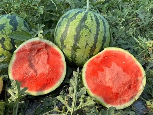 吃瓜的吃瓜,吃瓜群众视角下的娱乐圈风云录