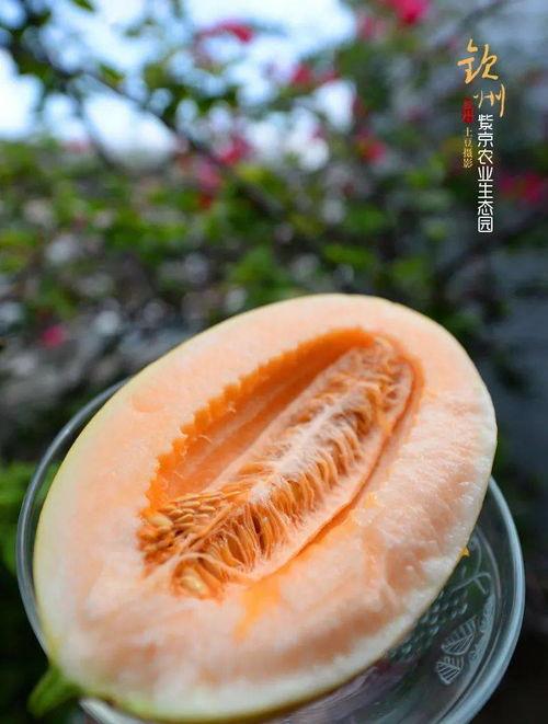 吃瓜观众饮品,揭秘吃瓜观众的最爱饮品