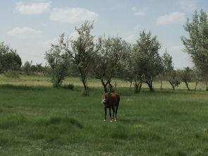 吃瓜小木屋,一场别开生面的乡村盛宴
