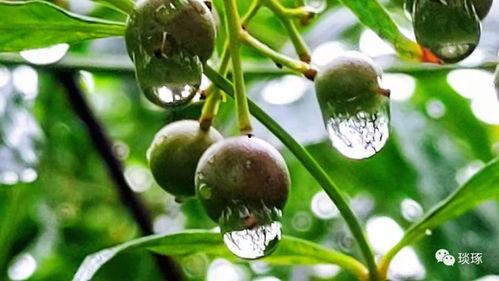 烟雨吃瓜合集,揭秘娱乐圈背后的那些事儿