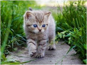 娱乐吃瓜酱猫咪