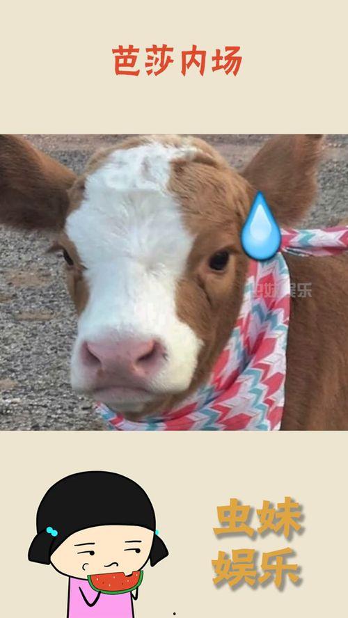 娱乐吃瓜酱猫咪